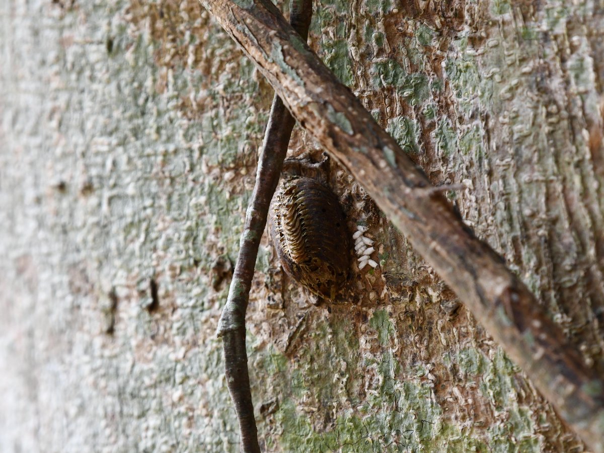 #52:
          Praying Mantis Egg Case, Okinawa.
          f/ at mm - Shutter Speed: - ISO: